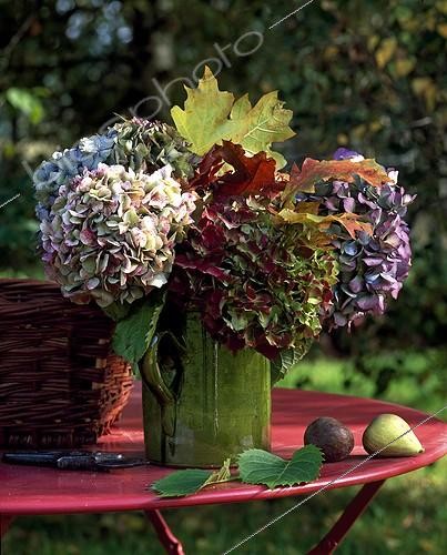 Biosphoto | 627862 | Bouquet of Hydrangea in autumn | &copy; Gilles Le Scanff & Joëlle-Caroline Mayer / Biosphoto