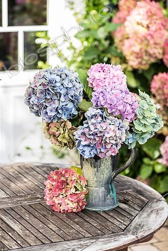 Biosphoto | 2087694 | Bouquet of hydrangeas of various colors, on a garden table, autumn, Pas de Calais, France | &copy; Yann Avril / Biosphoto