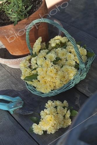 Biosphoto | 1361746 | Bouquet of Lady Banks Roses in a basket France | &copy; Philippe Giraud / Biosphoto