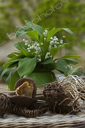 Biosphoto | 223426 | Bouquet of Lily-of-the-valley in a vase | &copy; Frédéric Didillon / Biosphoto