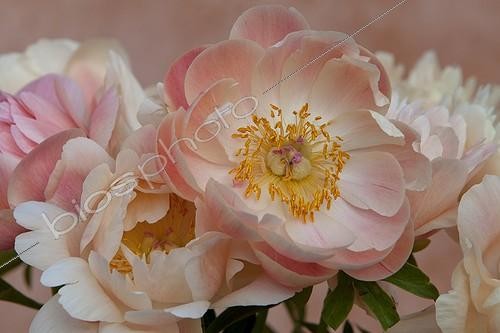 Biosphoto | 1313748 | Bouquet of pink peonies in the spring in Provence France | &copy; Michel Gunther / Biosphoto