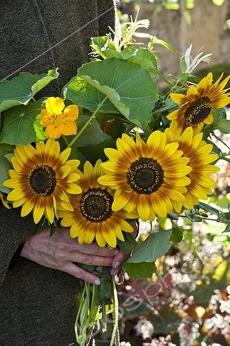 Biosphoto | 1622279 | Bouquet of sunflowers in a garden | &copy; Gilles Le Scanff & Joëlle-Caroline Mayer / Biosphoto