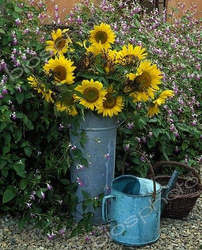 Biosphoto | 627844 | Bouquet of sunflowers in summer  | &copy; Gilles Le Scanff & Joëlle-Caroline Mayer / Biosphoto