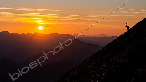 Biosphoto | 2587079 | Bouquetin des Alpes (Capra ibex) à flanc de montagne au crépuscule, Alpes, Autriche. | &copy; Ervin Horesnyík / Biosphoto