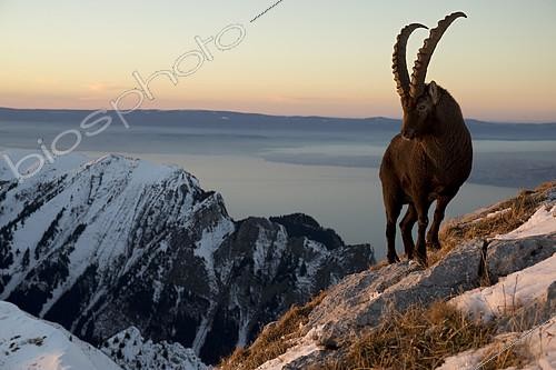 Biosphoto | 2080987 | Bouquetin des Alpes (Capra ibex) mâle et sommets, Alpes valaisannes, Suisse. | &copy; Olivier Born / Biosphoto