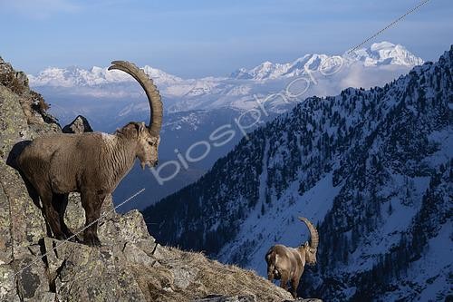 Biosphoto | 2600607 | Bouquetins des Alpes mâles, (Capra ibex) dans les Alpes, Valais, Suisse | &copy; Olivier Born / Biosphoto