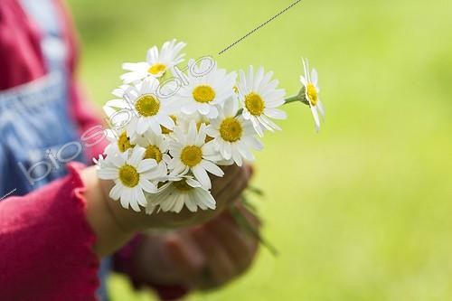 Biosphoto | 336455 | Bouquets of daisies in the hand of a young girl France | &copy; Frédérique Bidault / Biosphoto