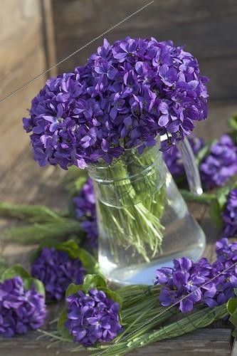 Biosphoto | 1360410 | Bouquets of sweet violets in a vase France | &copy; Philippe Giraud / Biosphoto