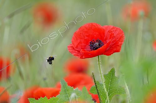 Biosphoto | 2404908 | Bourdon (Bombus sp) en vol et Coquelicot (Papaver rhoeas) en fleurs au printemps, France | &copy; Dominique Delfino / Biosphoto