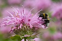 Biosphoto | 1249717 | Bourdon butinant une fleur de Monarde 'Croftway Pink' | &copy; Frédéric Didillon / Biosphoto