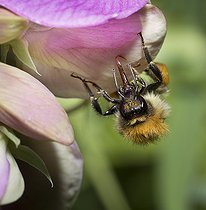Biosphoto | 2419811 | Bourdon des champs (Bombus pascuorum) sur Gesse (Lathyrus latifolia) léchant la rosée, Parc naturel régional des Vosges du Nord, France | &copy; Michel Rauch / Biosphoto