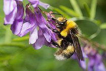 Biosphoto | 2448564 | Bourdon des jardins (Bombus hortorum) mâle sur Vesce à épis (Vicia cracca), Parc naturel régional des Vosges du Nord, France | &copy; Michel Rauch / Biosphoto