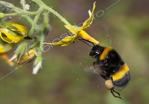 Biosphoto | 2453726 | Bourdon des jardins (Bombus hortorum) ouvrière pollinisant une fleur de tomate Parc naturel régional des Vosges du Nord, France | &copy; Michel Rauch / Biosphoto