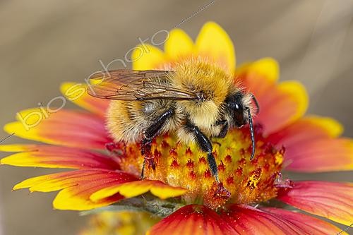 Biosphoto | 2628394 | Bourdon roux (Bombus agrorum) posé sur une fleur de gaillarde, Saint-Pierre-La-Palud, Rhône, France | &copy; Philippe Lebeaux / Biosphoto