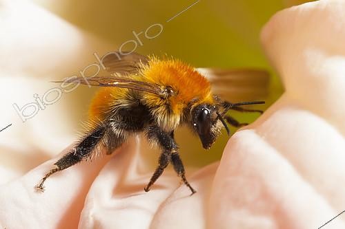 Biosphoto | 2078174 | Bourdon roux (Bombus pascuorum) sur une fleur. France | &copy; Olivier Miniato / Biosphoto