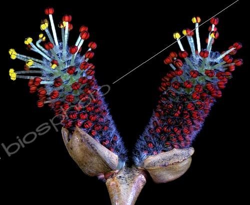 Biosphoto | 2549039 | Bourgeon de Saule marsault (Salix caprea) | &copy; Jean-Claude Louchet / Biosphoto