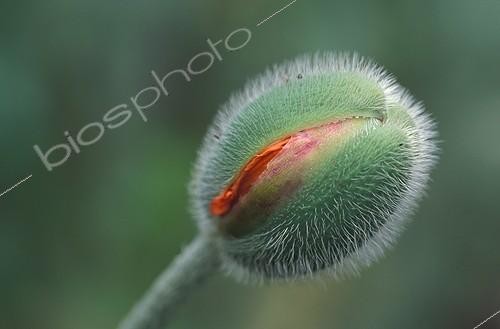 Biosphoto | 65490 | Bouton floral de Pavot en gros plan | &copy; Muriel Hazan / Biosphoto