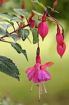 Biosphoto | 1252566 | Boutons de Fleur de Fuchsia couvertes de rosée France | &copy; Thierry Van Baelinghem / Biosphoto