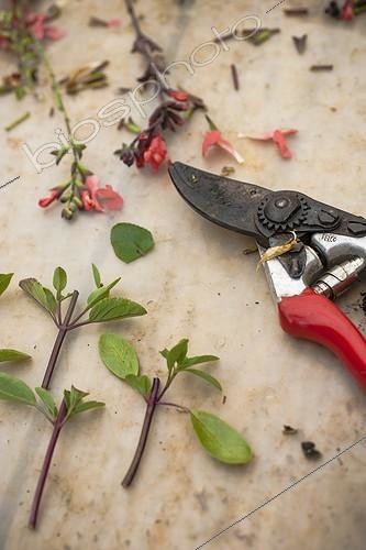 Biosphoto | 2047501 | Bouturage de Sauge au jardin ; Boutures de tige herbacée : reprise rapide ! | &copy; Jean-Michel Groult / Biosphoto