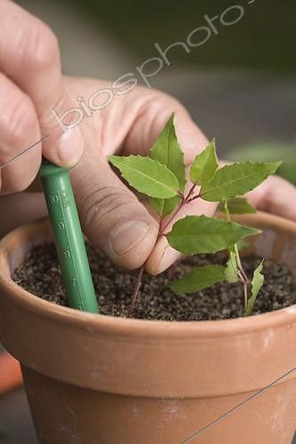 Biosphoto | 526161 | Bouturage d'une branche de Fuchsia tige au jardin ; Piquer les boutures dans le mélange tourbe et sable. tourbe | &copy; NouN / Biosphoto