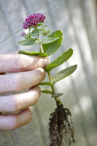 Biosphoto | 1818797 | Bouture enracinée d'Orpin au jardin ; L'orpin d'automne s'enracine très facilement de bouture et peut fleurir l'année de son bouturage | &copy; Jean-Michel Groult / Biosphoto