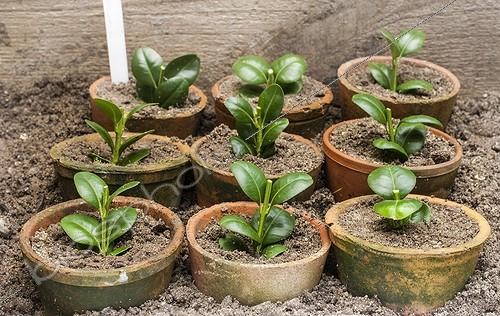 Biosphoto | 2047500 | Boutures de buis en pot au jardin ; Méthode traditionnelle, en petits pots de terre cuite semi enterrés, sous abri. | &copy; Jean-Michel Groult / Biosphoto