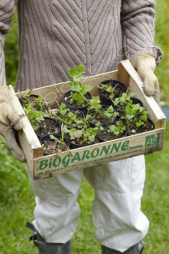 Biosphoto | 1852065 | Boutures en pot dans un jardin ; Les plantules en pot sont laissés à grossir un peu dans un coin-pépinière avant d'être replantés au jardin. Main tenant une cagette de plants  maison  | &copy; Jean-Michel Groult / Biosphoto