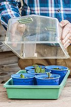 Biosphoto | 2441371 | Boutures mises à enraciner dans une mini-serre. | &copy; Jean-Michel Groult / Biosphoto