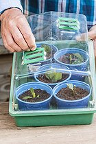 Biosphoto | 2441372 | Boutures mises à enraciner dans une mini-serre. | &copy; Jean-Michel Groult / Biosphoto