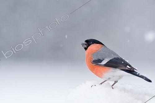 Biosphoto | 2002221 | Bouvreuil pivoine sous la neige - Vosges du Nord France | &copy; Emmanuel Baechler / Biosphoto