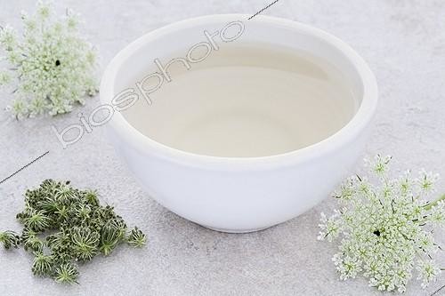 Biosphoto | 1132873 | Bowl of tea seeds and flowers of Wild Carrot | &copy; Frédérique Bidault / Biosphoto
