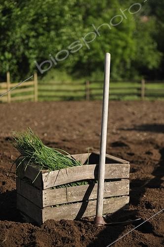Biosphoto | 1377604 | Box of sweet onion ready for transplanting France | &copy; Régis Domergue / Biosphoto