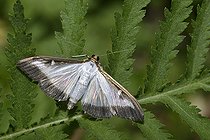Biosphoto | 2089518 | Box Tree Moth (Cydalima perspectalis), Northern Vosges Regional Nature Park, France | &copy; Michel Rauch / Biosphoto
