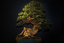 Biosphoto | 1233402 | Boxwood bonsai presented at an exhibition in Mulhouse | &copy; Claude Thouvenin / Biosphoto