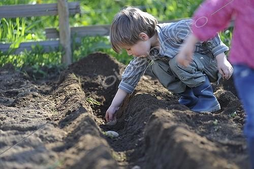 Biosphoto | 1359496 | Boy planting potatoes in a groove ; The boy is under the age of four years | &copy; Régis Domergue / Biosphoto