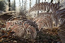 Biosphoto | 2096004 | Bracken Fern (Pteridium aquilinum) in autumn Regional Nature Park of the Vosges du Nord, France | &copy; Michel Rauch / Biosphoto