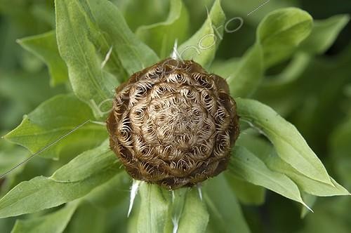 Biosphoto | 48689 | Bractées écailleuses brunes de la Centaurée à grosses têtes | &copy; Muriel Hazan / Biosphoto