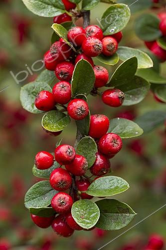Biosphoto | 2126693 | Brady's cotoneaster (Cotoneaster bradyi) | &copy; Frédéric Tournay / Biosphoto
