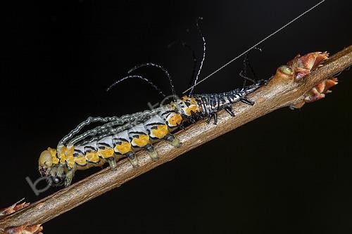 Biosphoto | 2458961 | Brahméide de Hearsey (Brahmaea hearseyi), chenille L4 après la mue, Vietnam | &copy; Frank Deschandol & Philippe Sabine / Biosphoto