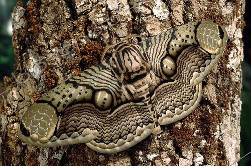 Biosphoto | 1647713 | Brahméide de Hearsey sur écorce France | &copy; Sonia Dourlot / Biosphoto