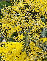 Biosphoto | 2575240 | Branche de Mimosa en fleurs en hiver, Sarthe, Pays de la Loire, France | &copy; Michel Gile / Biosphoto