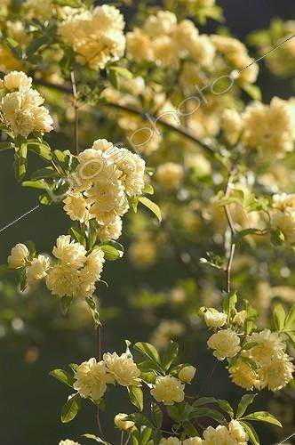 Biosphoto | 152349 | Branche fleurie de rosier de Banks au mois d'avril France | &copy; Catherine Gaillemain / Biosphoto