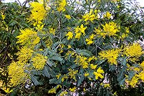 Biosphoto | 2575241 | Branches de Mimosa en fleurs en hiver, Sarthe, Pays de la Loire, France | &copy; Michel Gile / Biosphoto