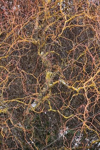 Biosphoto | 1452197 | Branches tortueuses en hiver France | &copy; Vincent M. / Biosphoto