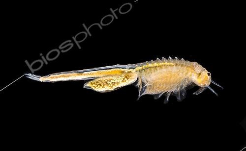 Biosphoto | 2433971 | Branchiopode de l'ordre des Anostraca, mare printanière, Parc national Black Canyon of the Gunnison, Colorado | &copy; Stuart Wilson / Biosphoto