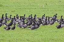 Biosphoto | 2583787 | Brant geese (Branta bernicla) migrating in a meadow, Marais breton vendéen, Vendée, Pays de la Loire, France | &copy; Emile Barbelette / Biosphoto