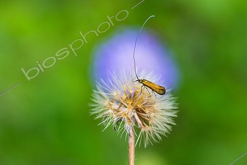 Biosphoto | 2621124 | Brassy Long-horn (Nemophora metallica), limestone grassland, Lorry-Mardigny, Lorraine, France. | &copy; Stéphane Vitzthum / Biosphoto