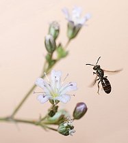 Biosphoto | 2445635 | Brassy Mining Bee (Lasioglossum morio) female on Baby's breath (Gypsophila sp), solitary bees, Vosges du Nord Regional Nature Park, France | &copy; Michel Rauch / Biosphoto