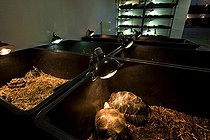 Biosphoto | 654006 | Breeding of african spurred tortoises in containers Paris   | &copy; Michel Gunther / Biosphoto