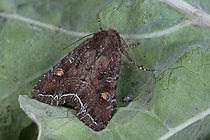 Biosphoto | 2609809 | Bright-line Brown-eye (Lacanobia oleacera) imago, caterpillars on various low plants, Plérin, Côtes-d'Armor, Brittany, France. | &copy; Dominique Halleux / Biosphoto